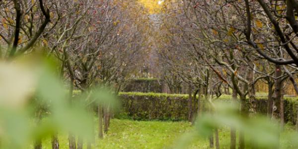 Tajemniczy ogród pałacowy