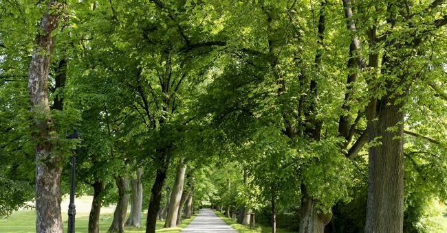 Park przy Pałacyku Henryka Sienkiewicza w Oblęgorku