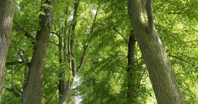 Park przy Pałacyku Henryka Sienkiewicza w Oblęgorku