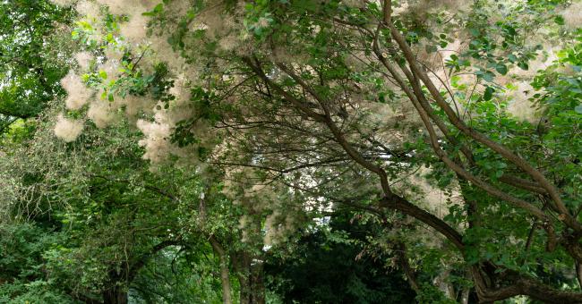 Park przy Pałacyku Henryka Sienkiewicza w Oblęgorku