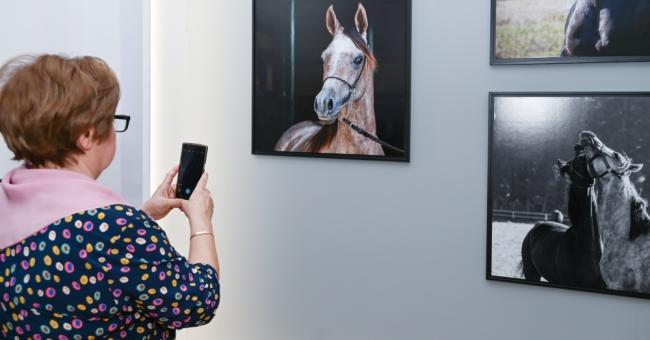 Konie piękne i zuchwałe. Araby