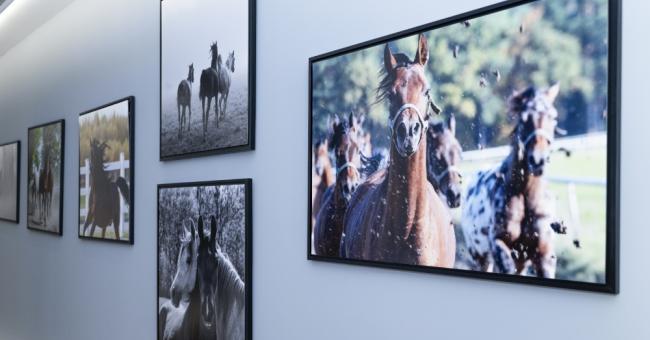 Konie piękne i zuchwałe. Araby