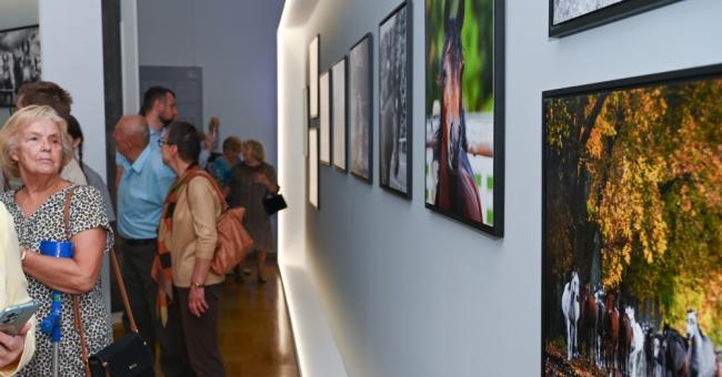 Konie piękne i zuchwałe. Araby