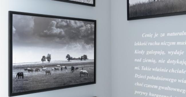 Konie piękne i zuchwałe. Araby