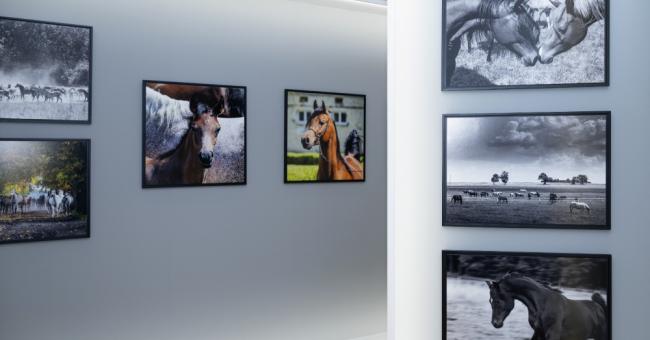 Konie piękne i zuchwałe. Araby