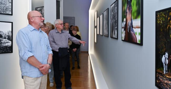 Konie piękne i zuchwałe. Araby