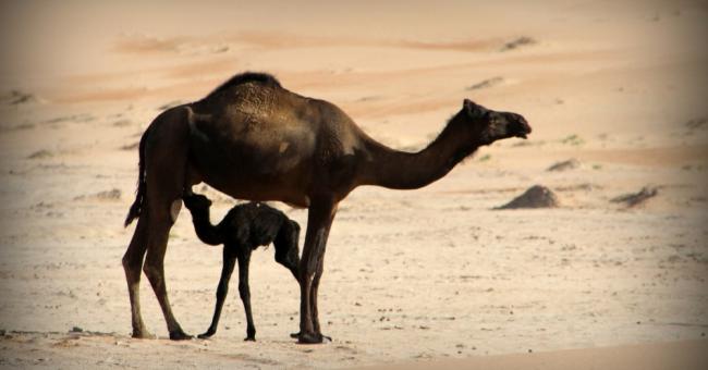 Wystawy czasowe: Dubaj zza złotej zasłony