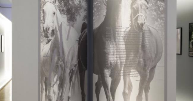 Konie piękne i zuchwałe. Araby