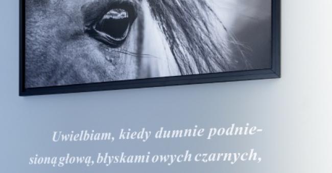 Konie piękne i zuchwałe. Araby