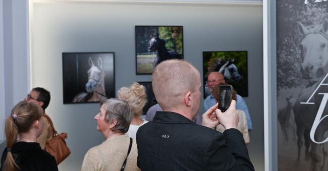 Konie piękne i zuchwałe. Araby