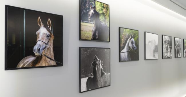 Konie piękne i zuchwałe. Araby