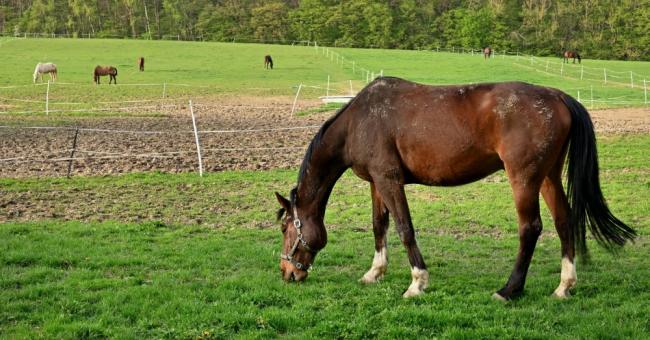 Konie piękne i zuchwałe. Araby