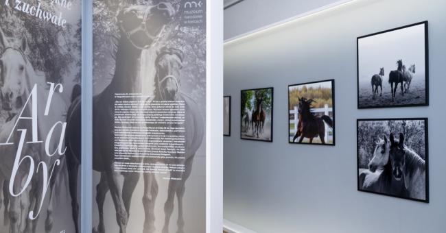 Konie piękne i zuchwałe. Araby