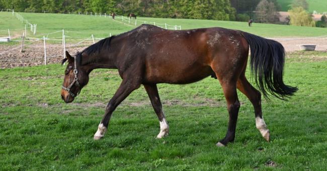 Konie piękne i zuchwałe. Araby