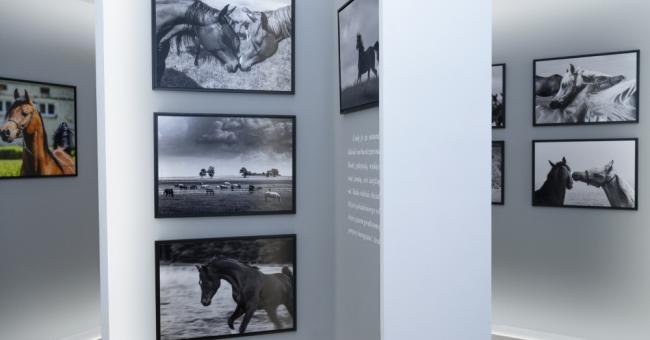 Konie piękne i zuchwałe. Araby