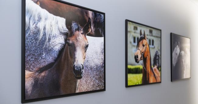 Konie piękne i zuchwałe. Araby