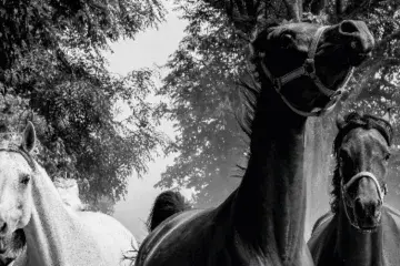 3 konie dwa czarne jeden biały