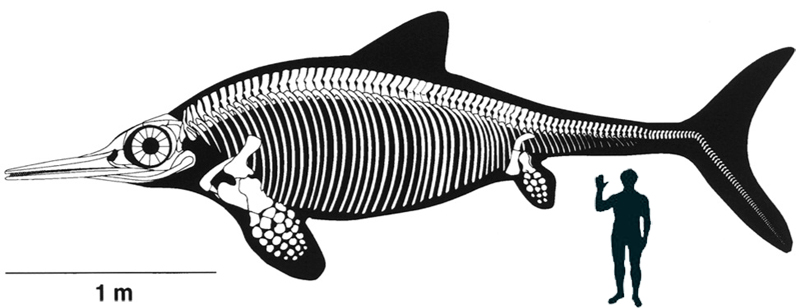 Ichtiozaur z rodzaju Ophthalmosaurus