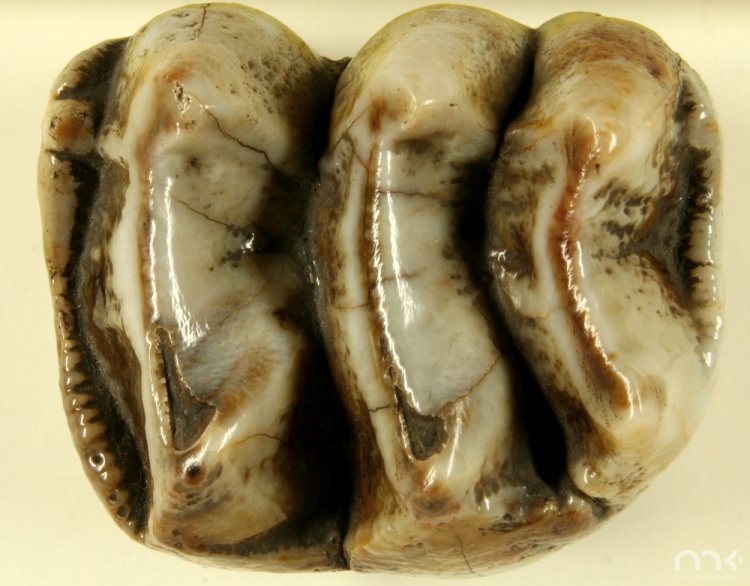 Zęby przedtrzonowe słoni mioceńskich z rodzaju Deinotherium.