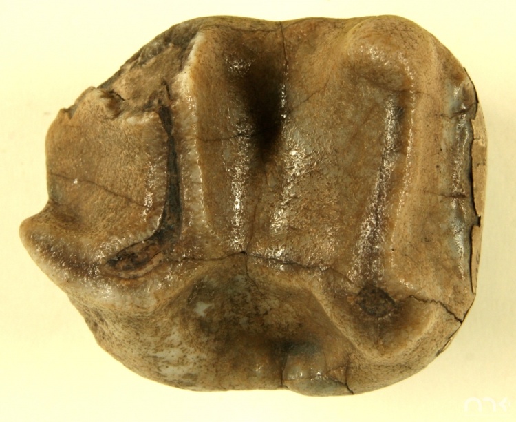 Zęby przedtrzonowe słoni mioceńskich z rodzaju Deinotherium.