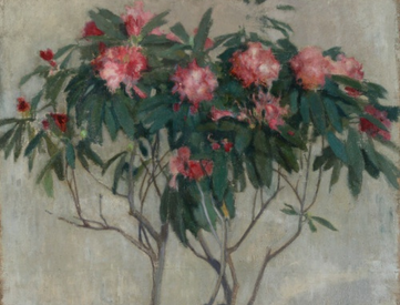 Kwitnący rododendron